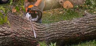 Best Arborist Consultation Services  in USA