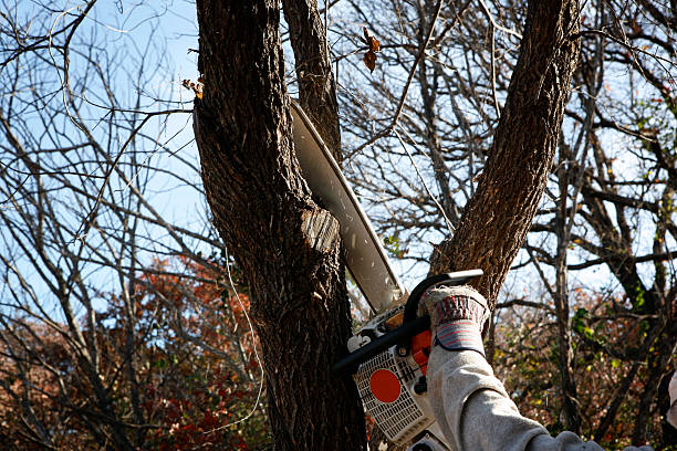 Best Tree Maintenance Programs  in USA